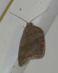 Acleris sparsana