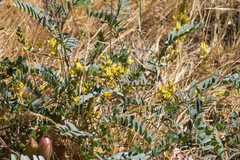 Astragalus douglasii parishii