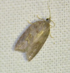 Acleris sparsana