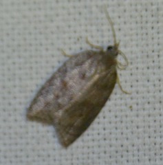 Acleris sparsana