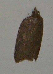 Acleris sparsana
