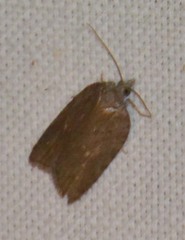 Acleris sparsana