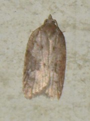Acleris sparsana