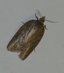 Acleris sparsana