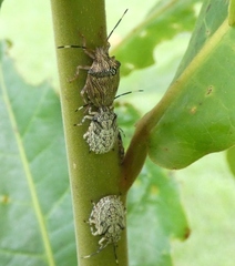 Antiteuchus macraspis