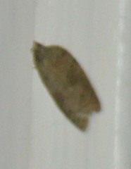 Acleris sparsana