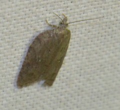 Acleris sparsana