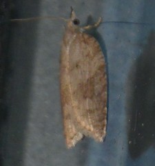 Acleris sparsana