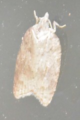 Acleris sparsana