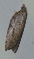 Acleris sparsana