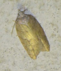 Acleris sparsana