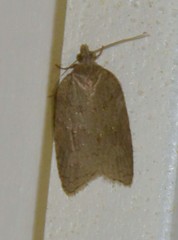 Acleris sparsana
