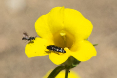 Acmaeodera connexa