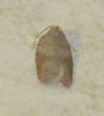 Acleris sparsana