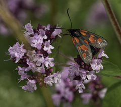 Zygaena viciae