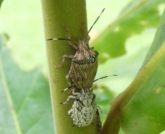 Antiteuchus macraspis