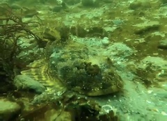 Myoxocephalus polyacanthocephalus