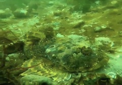 Myoxocephalus polyacanthocephalus