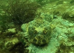 Myoxocephalus polyacanthocephalus