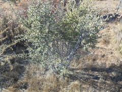 Ceanothus perplexans