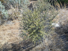 Ceanothus perplexans