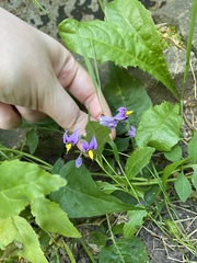 Solanum dulcamara