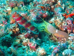 Alpheus ochrostriatus