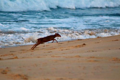 Blue Duiker