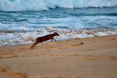 Blue Duiker photo 2