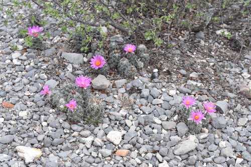 Chihuahuan Beehive