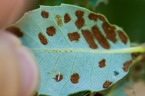 Live Oak Erineum Mite
