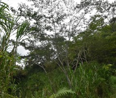 Calliandra trinervia