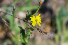 Camissoniopsis confusa