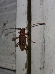 Eburia quadrigeminata