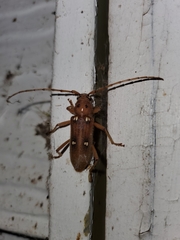 Eburia quadrigeminata