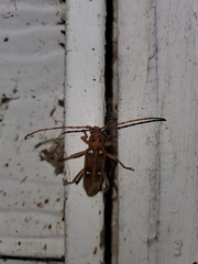 Eburia quadrigeminata