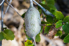 Protobalandricus spectabilis