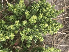Baccharis pilularis pilularis
