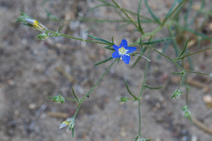Eriastrum sapphirinum sapphirinum