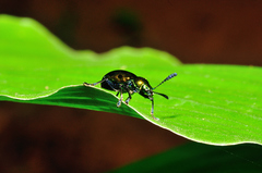 Platycorynus decemnotatus