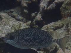 Siganus spinus