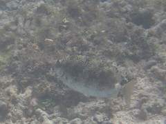 Siganus spinus