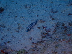 Parapercis tetracantha