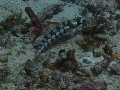 Parapercis tetracantha