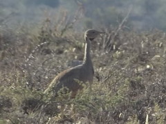Eupodotis vigorsii vigorsii