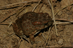 Sclerophrys mauritanica