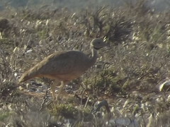 Eupodotis vigorsii vigorsii