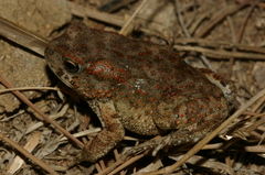 Sclerophrys mauritanica