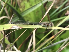 Ischnura denticollis