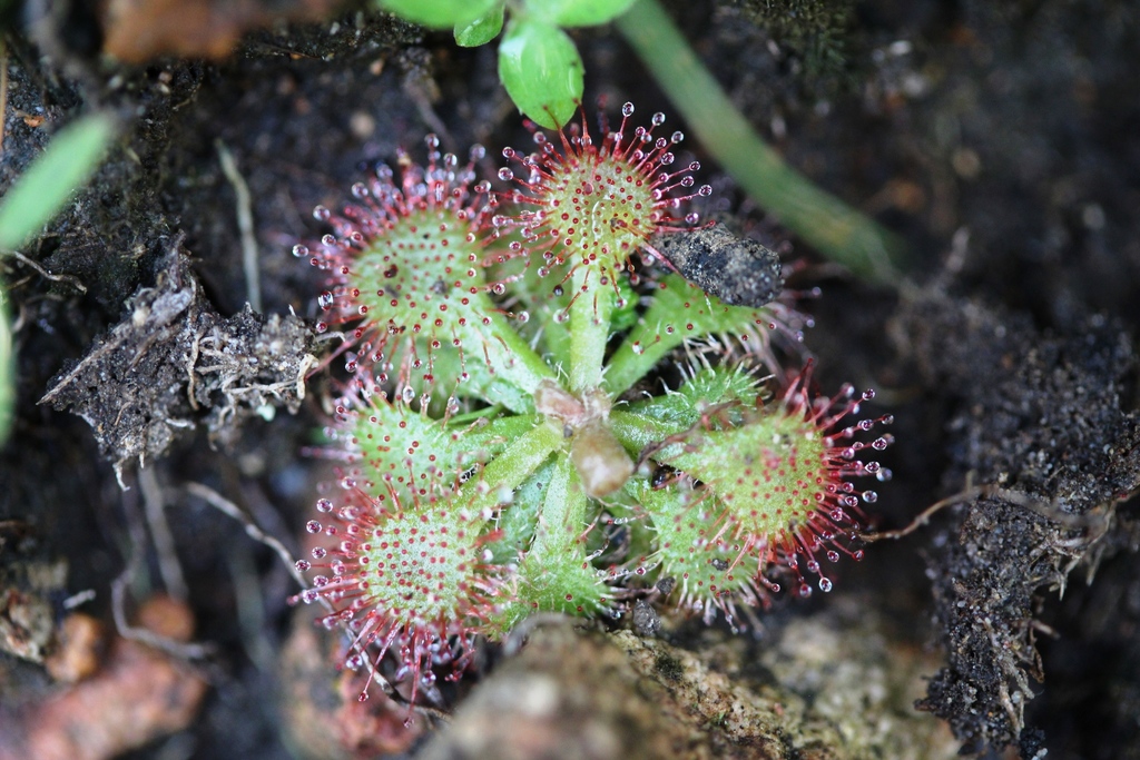 Drosera cayennensis